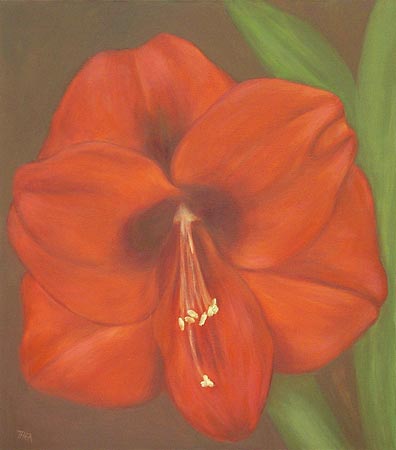 Amaryllis
