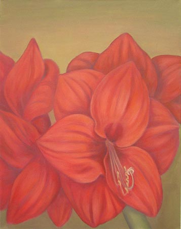 Amaryllis