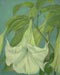 Datura