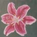 lilie