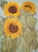 sunflower2
